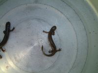 Clouded Salamander