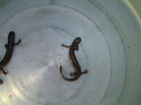 Clouded Salamander