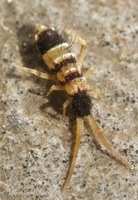 Orchesella spectabilis