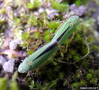 Graphocephala atropunctata