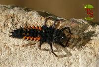 Harmonia axyridis - Asian Lady Beetle