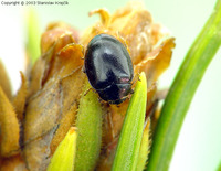 Oenopia lyncea agnata