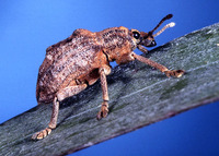 Oxyops vitiosa