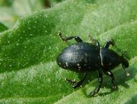 Liparus coronatus