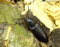Ampedus brunnicornis