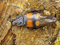 Nicrophorus vespilloides