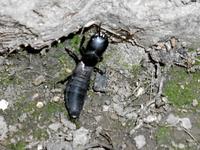 Ocypus italicus