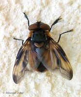 Phasia hemiptera