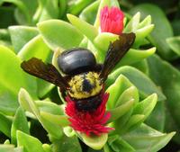 Xylocopa virginica - Eastern Carpenter Bee