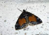 Dysstroma truncata - Common Marbled Carpet