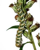 Cucullia absinthii - The Wormwood
