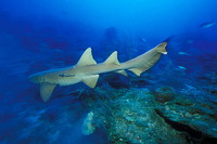 Ginglymostoma cirratum, Nurse shark: fisheries, aquarium
