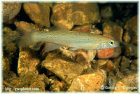 Fundulus catenatus, Northern studfish: aquarium