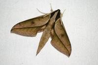 Xylophanes cyrene