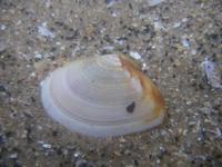 Tellina tenuis