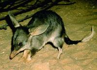 Image of: Macrotis lagotis (bilby)