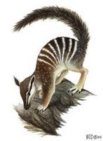 Image of: Myrmecobius fasciatus (numbat)