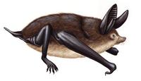 Image of: Mystacina tuberculata (New Zealand lesser short-tailed bat)