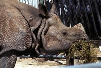 Image of: Rhinoceros (Asian one-horned rhinoceroses)