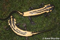 Paramesotriton laoensis