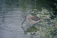 Limnodromus scolopaceus - Long-billed Dowitcher