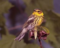 Dendroica tigrina - Cape May Warbler