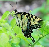 Image of: Papilio glaucus