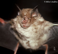 Rhinolophus ferrumequinum - Greater Horseshoe Bat