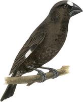 Image of: Amblyospiza albifrons (grosbeak weaver)