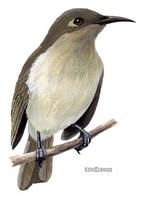 Image of: Lichmera indistincta (brown honeyeater)