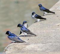 Image of: Tachycineta leucorrhoa (white-rumped swallow)