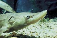 Image of: Acipenser brevirostrum (shortnose sturgeon)