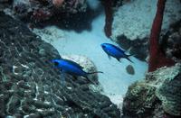 Chromis cyanea - Blue Chromis