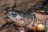 Image of: Rhinoclemmys pulcherrima (Central American wood turtle)