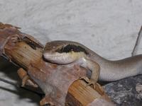Trachylepis binotata