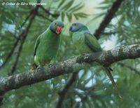 Layard's Parakeet - Psittacula calthropae