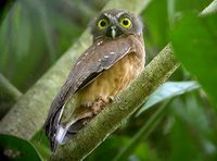 Ochre-bellied Boobook - Ninox ochracea