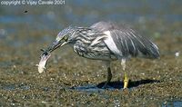 Indian Pond Heron - Ardeola grayii