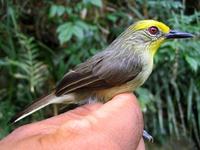 Golden-crowned Babbler - Stachyris dennistouni