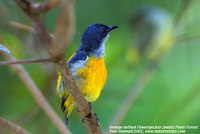 Orange-bellied Flowerpecker - Dicaeum trigonostigma