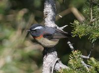 Collared Bush Robin - Tarsiger johnstoniae