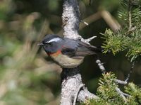 Collared Bush Robin - Tarsiger johnstoniae