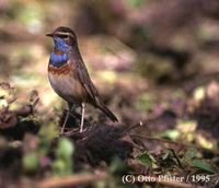 Bluethroat - Luscinia svecica