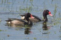 Rosy-billed Pochard - Netta peposaca