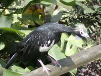 Blue-throated Piping-Guan - Pipile cumanensis