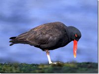 Blackish Oystercatcher - Haematopus ater