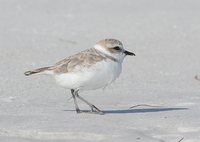 Snowy Plover - Charadrius alexandrinus