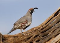 Gambel's Quail (Callipepla gambelii) photo