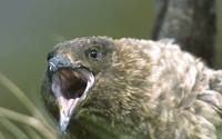 Brown Skua (Catharacta lonnbergi) photo