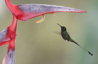 Booted Racket-tail (Ocreatus underwoodii) photo